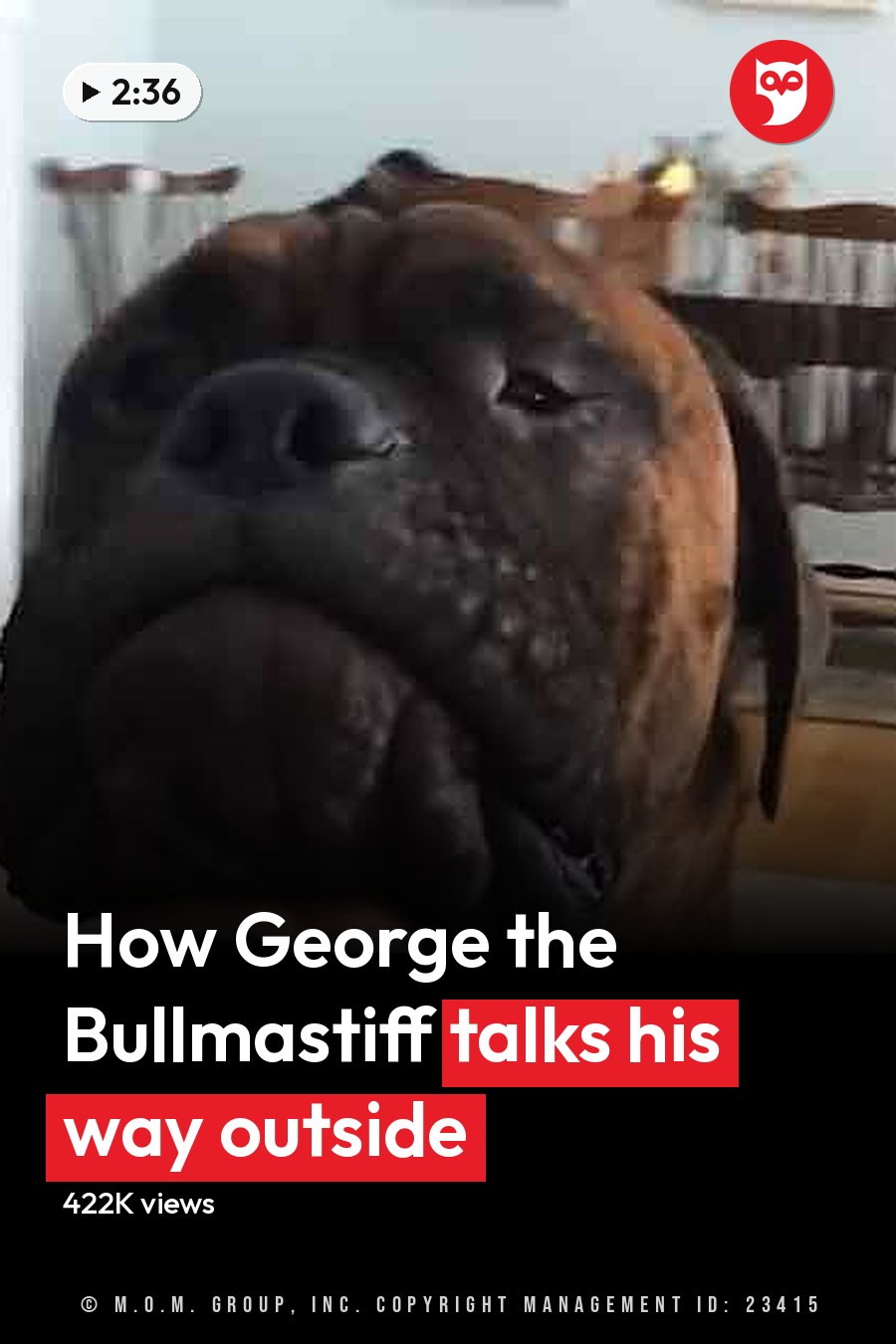 An adult-sized dog with a brindle coat pattern stands indoors in a living room, surrounded by simple furniture and light blue walls. Natural light illuminates the scene. The headline runs in white letters across the lower third.