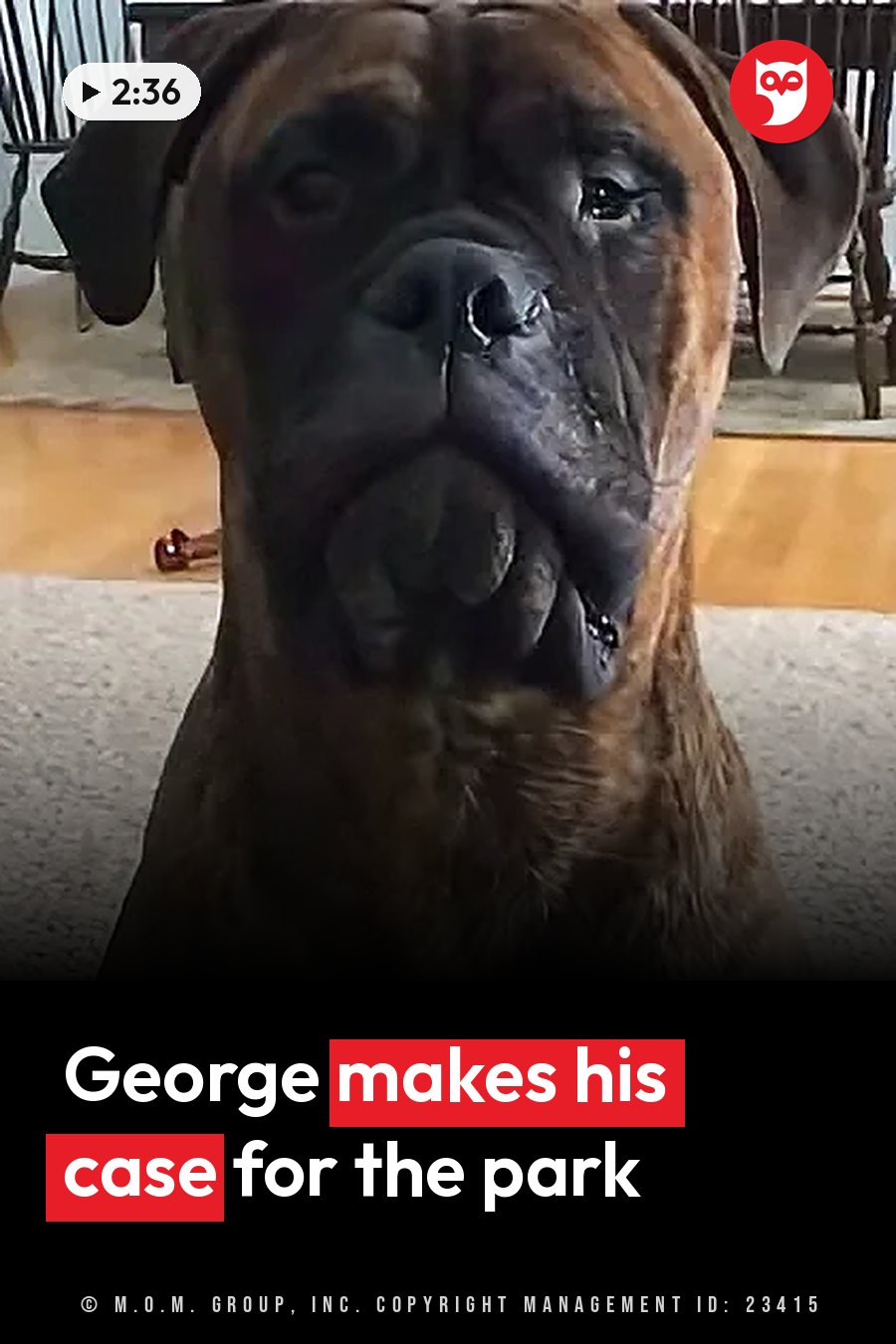 A large brown dog with a droopy face sits still and looks forward with dark eyes and a wet nose. A headline runs in white letters across the lower third.
