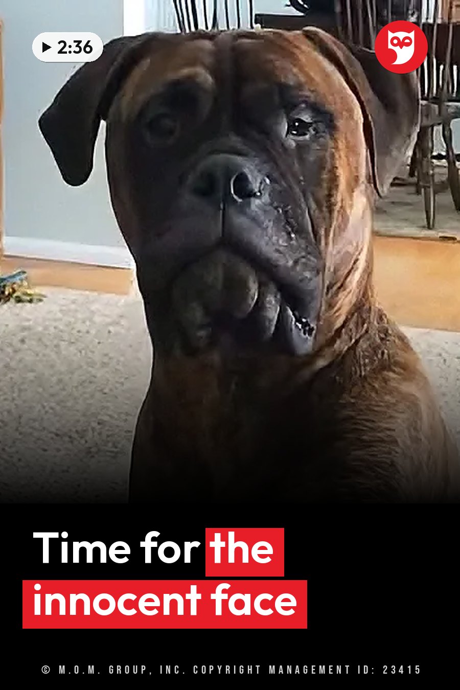A large brown dog with droopy ears and a wrinkled face sits indoors, looking forward. A headline runs in white letters across the lower third.