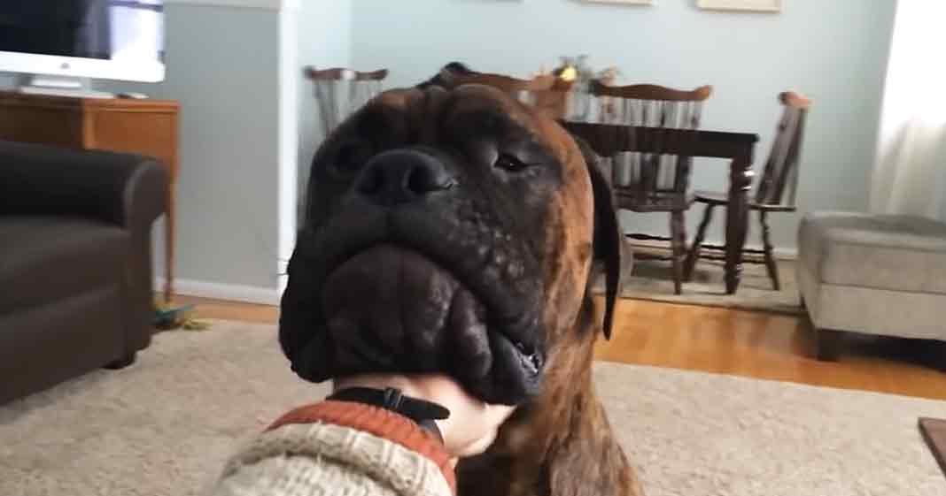 An adult-sized dog with a brindle coat pattern stands indoors in a living room, surrounded by simple furniture and light blue walls. Natural light illuminates the scene.