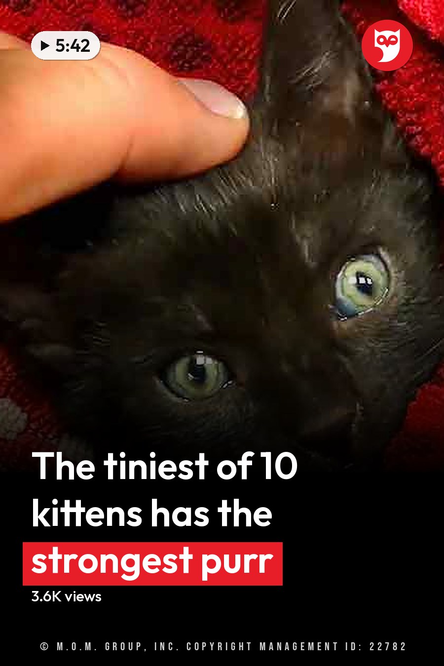 A Siamese or similar black kitten with red and white patterned clothing, wrapped in a floral blanket, in an indoor home setting. The headline runs in white letters across the lower third.