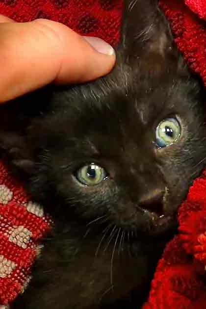 A Siamese or similar black kitten with red and white patterned clothing, wrapped in a floral blanket, in an indoor home setting.