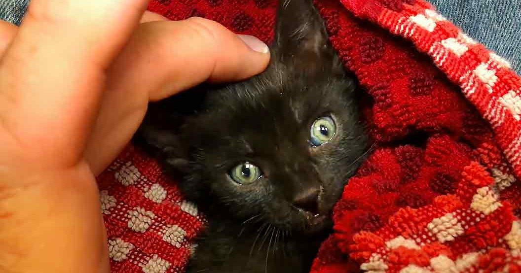 A Siamese or similar black kitten with red and white patterned clothing, wrapped in a floral blanket, in an indoor home setting.