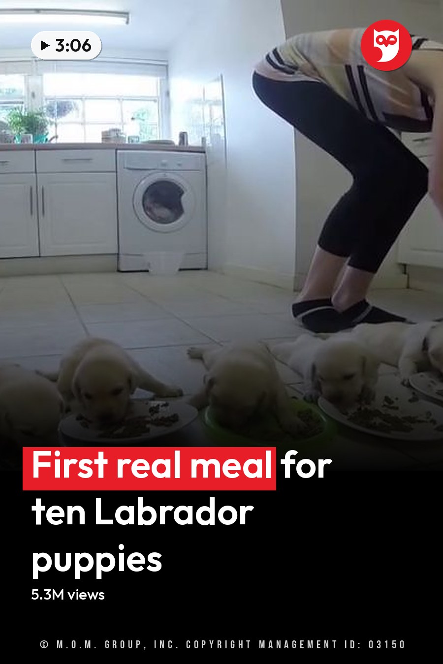 An adult female feeding young Labrador Retriever puppies indoors in a kitchen with natural light, daytime setting, white cabinets and tiled floor. The headline runs in white letters across the lower third.
