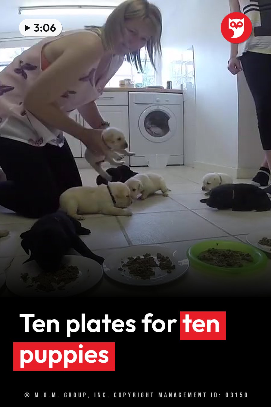 A woman holds a puppy while other puppies eat from plates on a tiled floor near a washing machine. A headline runs in white letters across the lower third.