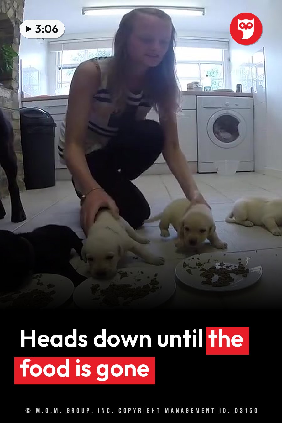 A person kneels beside several puppies eating from plates on a tiled floor near a washing machine. A headline runs in white letters across the lower third.