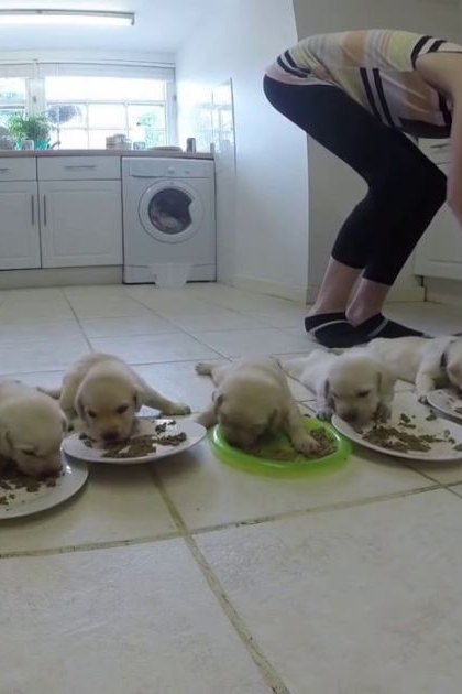An adult female feeding young Labrador Retriever puppies indoors in a kitchen with natural light, daytime setting, white cabinets and tiled floor.