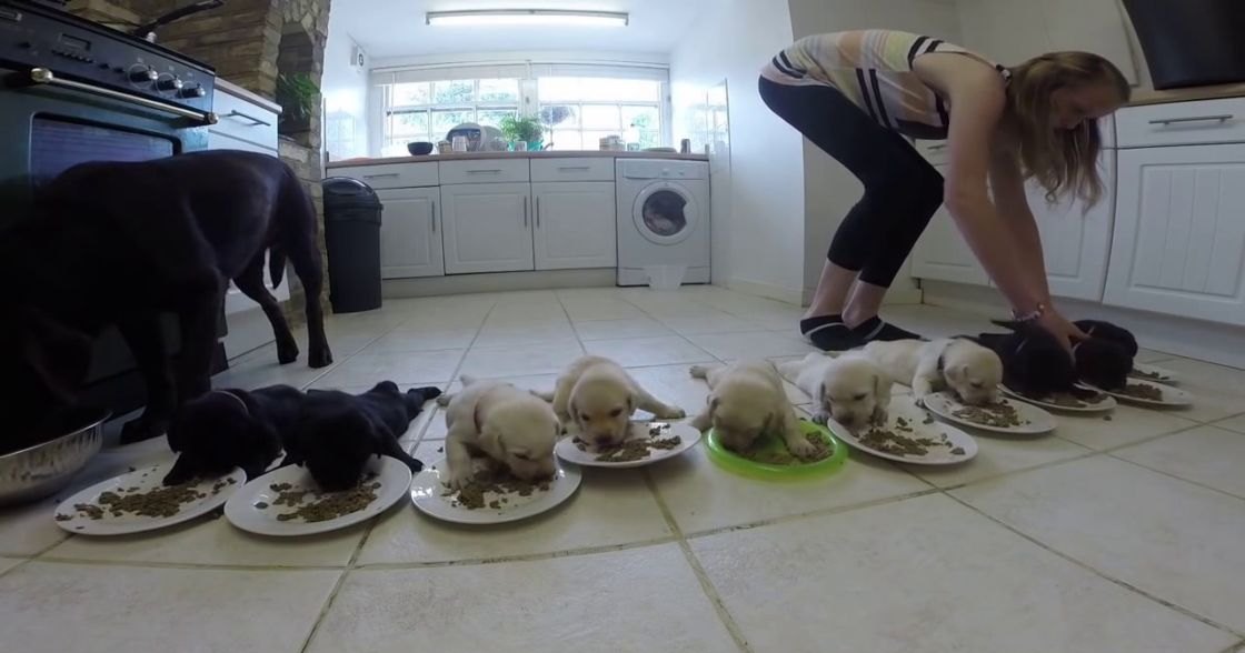 An adult female feeding young Labrador Retriever puppies indoors in a kitchen with natural light, daytime setting, white cabinets and tiled floor.