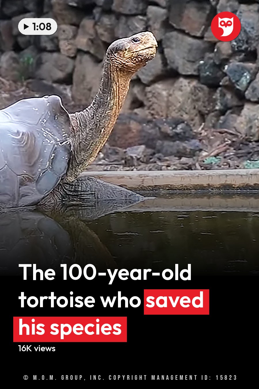 Adult giant tortoise with mottled dark gray-brown shell and light tan skin in a zoo or wildlife sanctuary setting, diffused daylight over rocky terrain and greenery. The headline runs in white letters across the lower third.