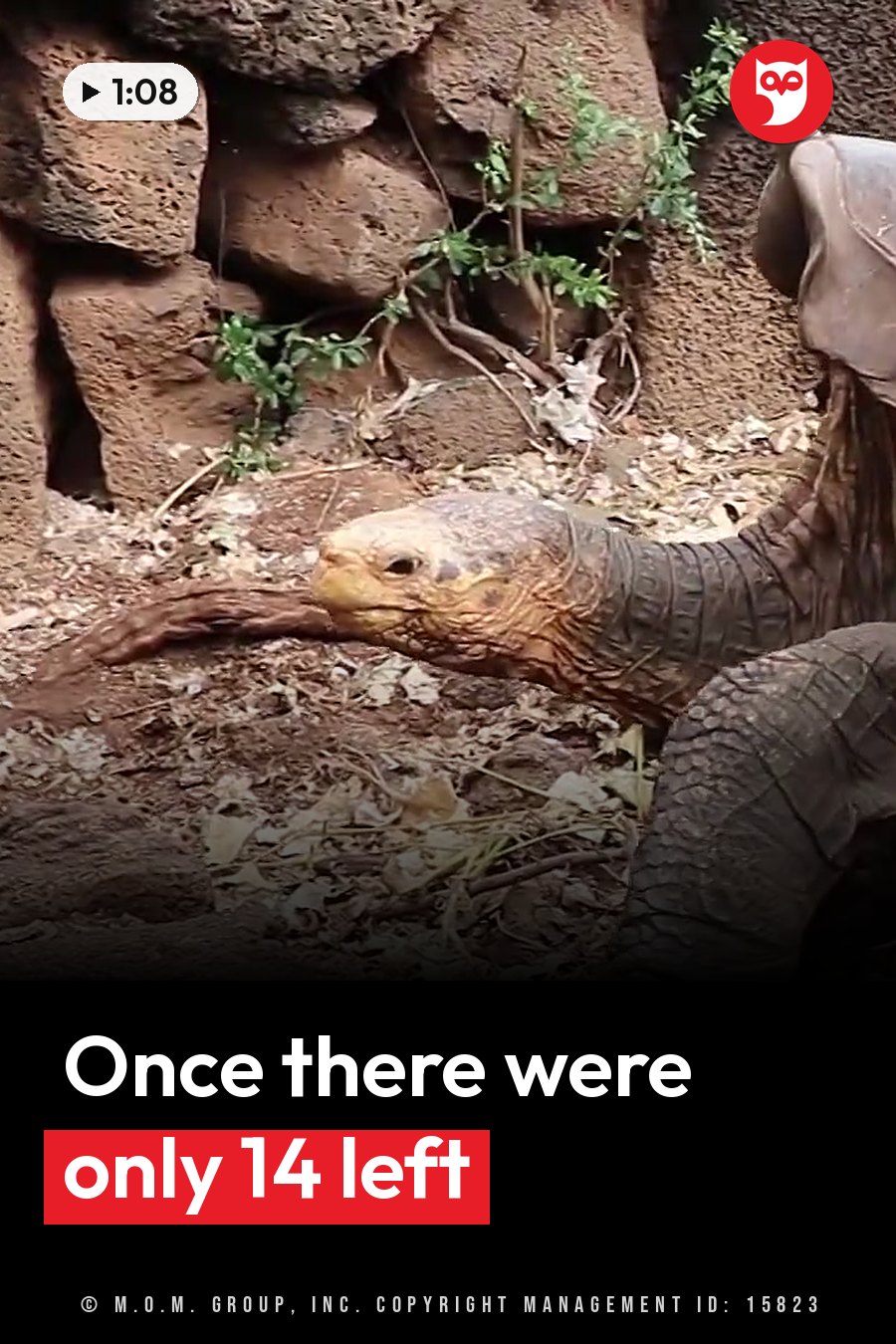 A large tortoise with a wrinkled neck walks slowly past rocks and dry leaves on bare ground. A headline runs in white letters across the lower third.