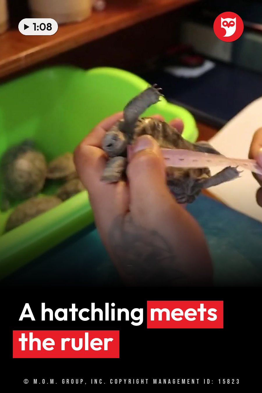 One hand holds a small tortoise while another hand lines a ruler up along its body. A headline runs in white letters across the lower third.