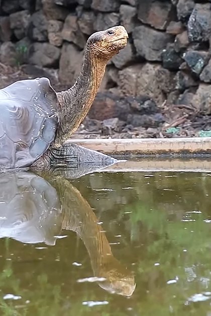 Adult giant tortoise with mottled dark gray-brown shell and light tan skin in a zoo or wildlife sanctuary setting, diffused daylight over rocky terrain and greenery.