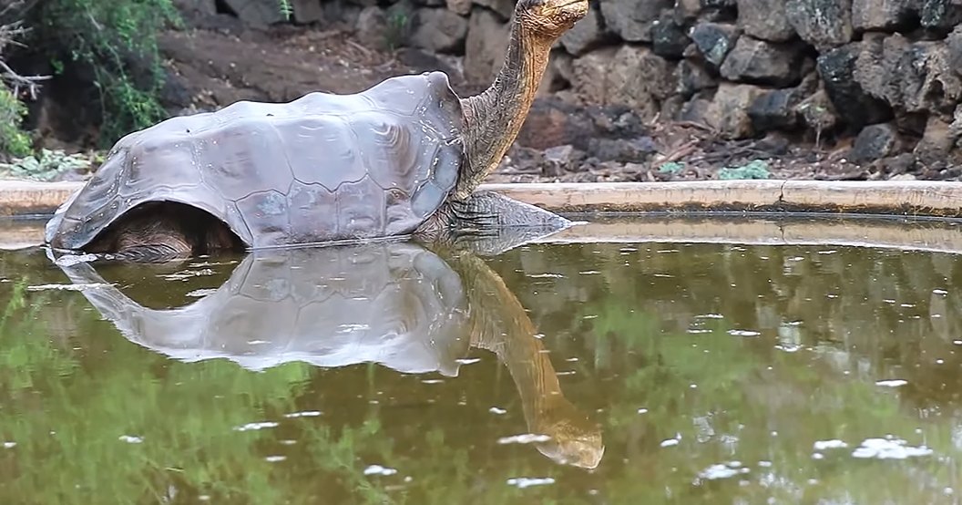 Adult giant tortoise with mottled dark gray-brown shell and light tan skin in a zoo or wildlife sanctuary setting, diffused daylight over rocky terrain and greenery.