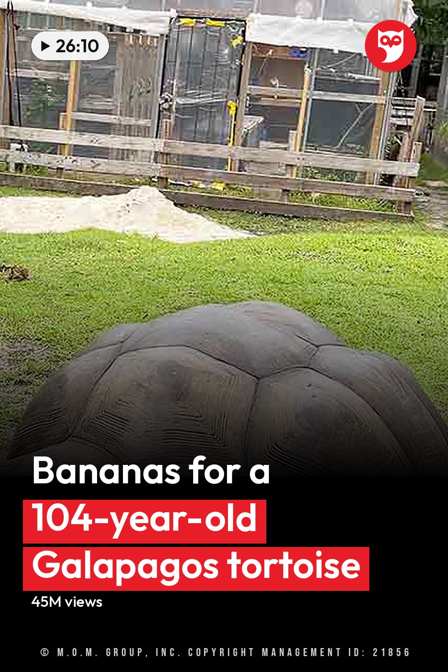 A middle-aged male interacts with a giant tortoise, holding lettuce for feeding. The scene is set outdoors within an animal enclosure on a clear day. The headline runs in white letters across the lower third.