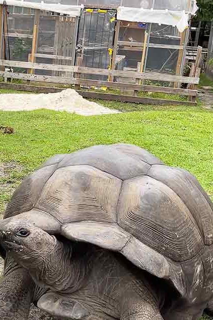 A middle-aged male interacts with a giant tortoise, holding lettuce for feeding. The scene is set outdoors within an animal enclosure on a clear day.