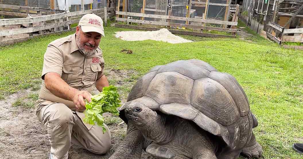 A middle-aged male interacts with a giant tortoise, holding lettuce for feeding. The scene is set outdoors within an animal enclosure on a clear day.