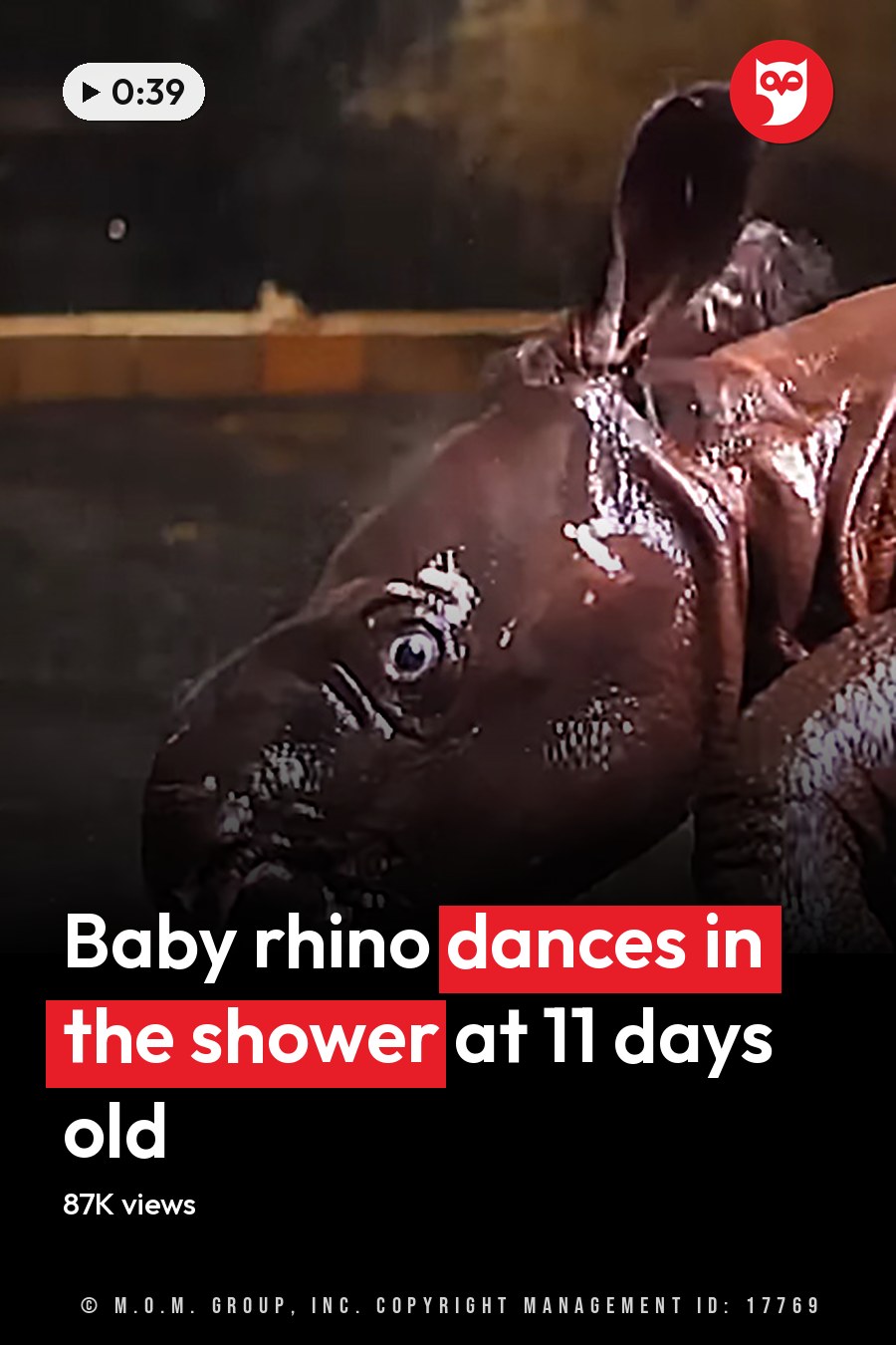 A baby rhinoceros with wet, dark brown skin stands inside an indoor enclosure. The headline runs in white letters across the lower third.