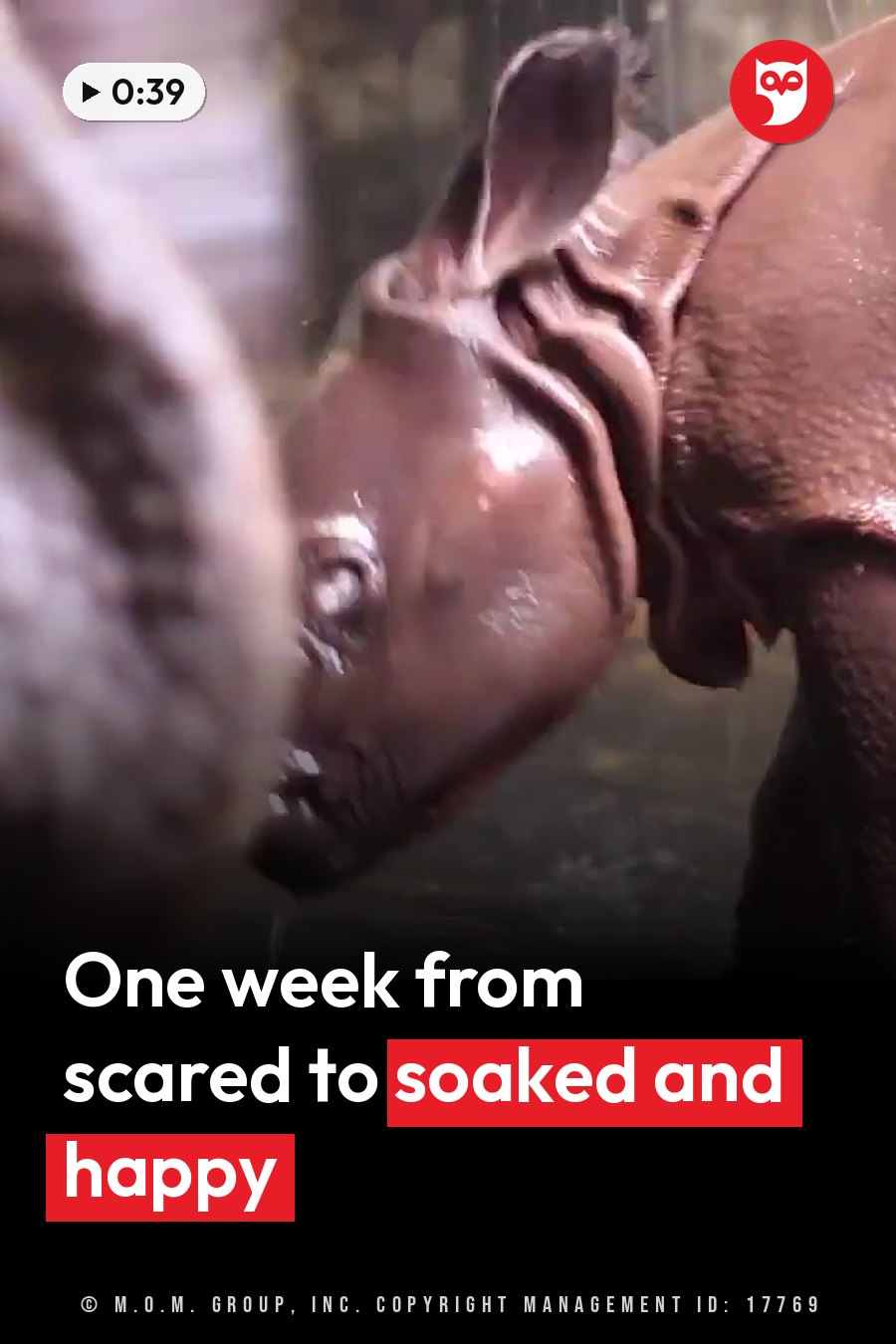 A wet baby rhino with dark skin stands near water, head turned to one side and ears up. A headline runs in white letters across the lower third.