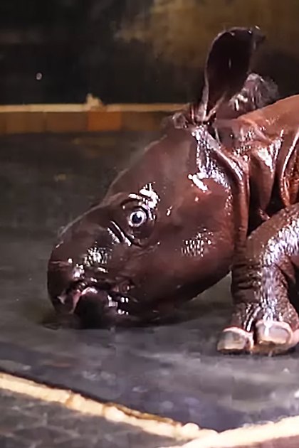 A baby rhinoceros with wet, dark brown skin stands inside an indoor enclosure.