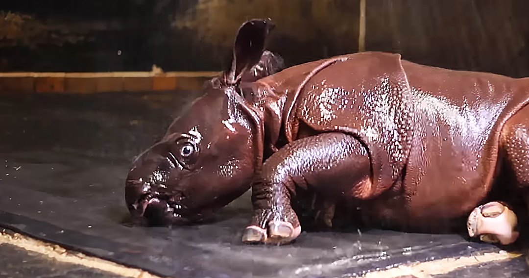 A baby rhinoceros with wet, dark brown skin stands inside an indoor enclosure.