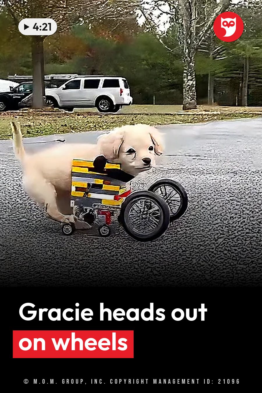 A small puppy wears a wheeled cart and stands on pavement near parked cars. A headline runs in white letters across the lower third.