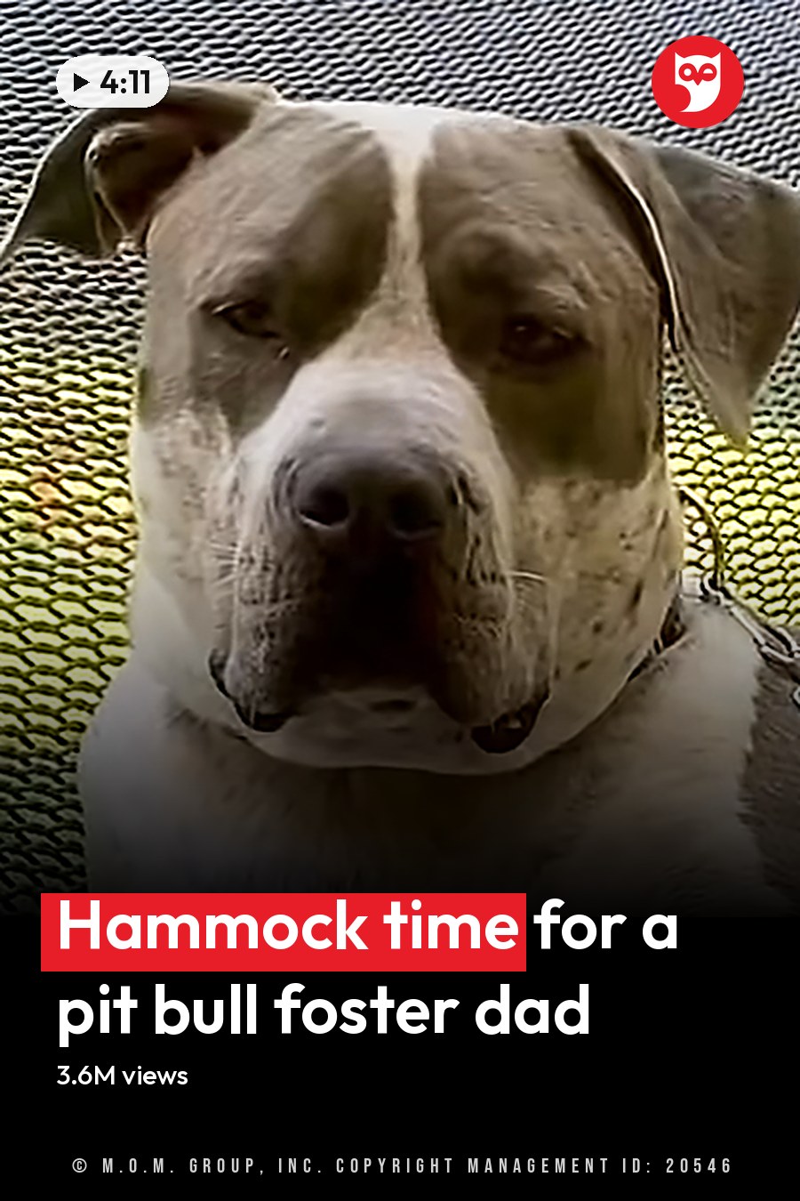 A light brown and white American Pit Bull Terrier mix with darker markings on its face and body, standing near a netted surface under natural daylight. The headline runs in white letters across the lower third.