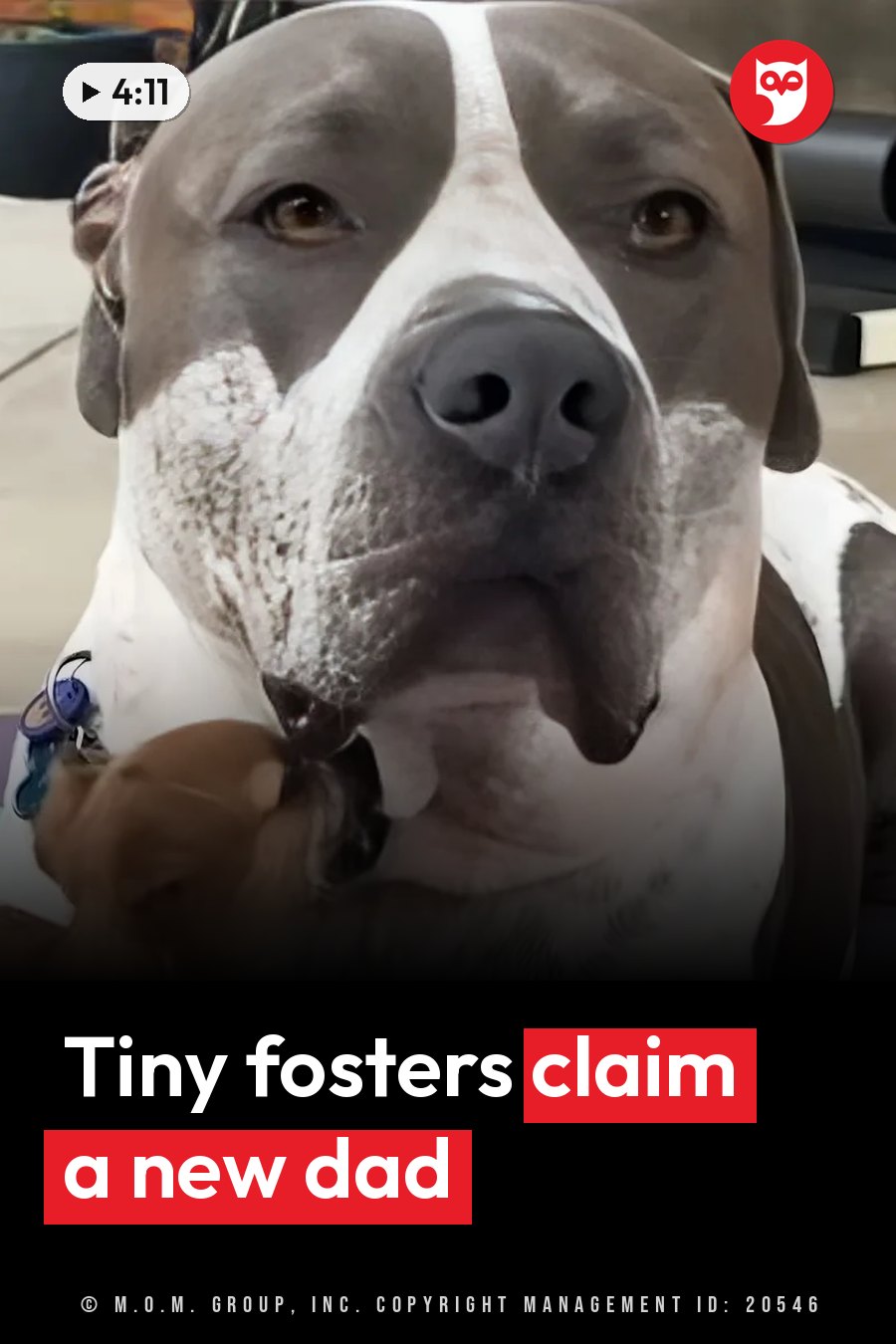 A large gray and white dog looks ahead while a small brown animal nuzzles under his chin. A headline runs in white letters across the lower third.