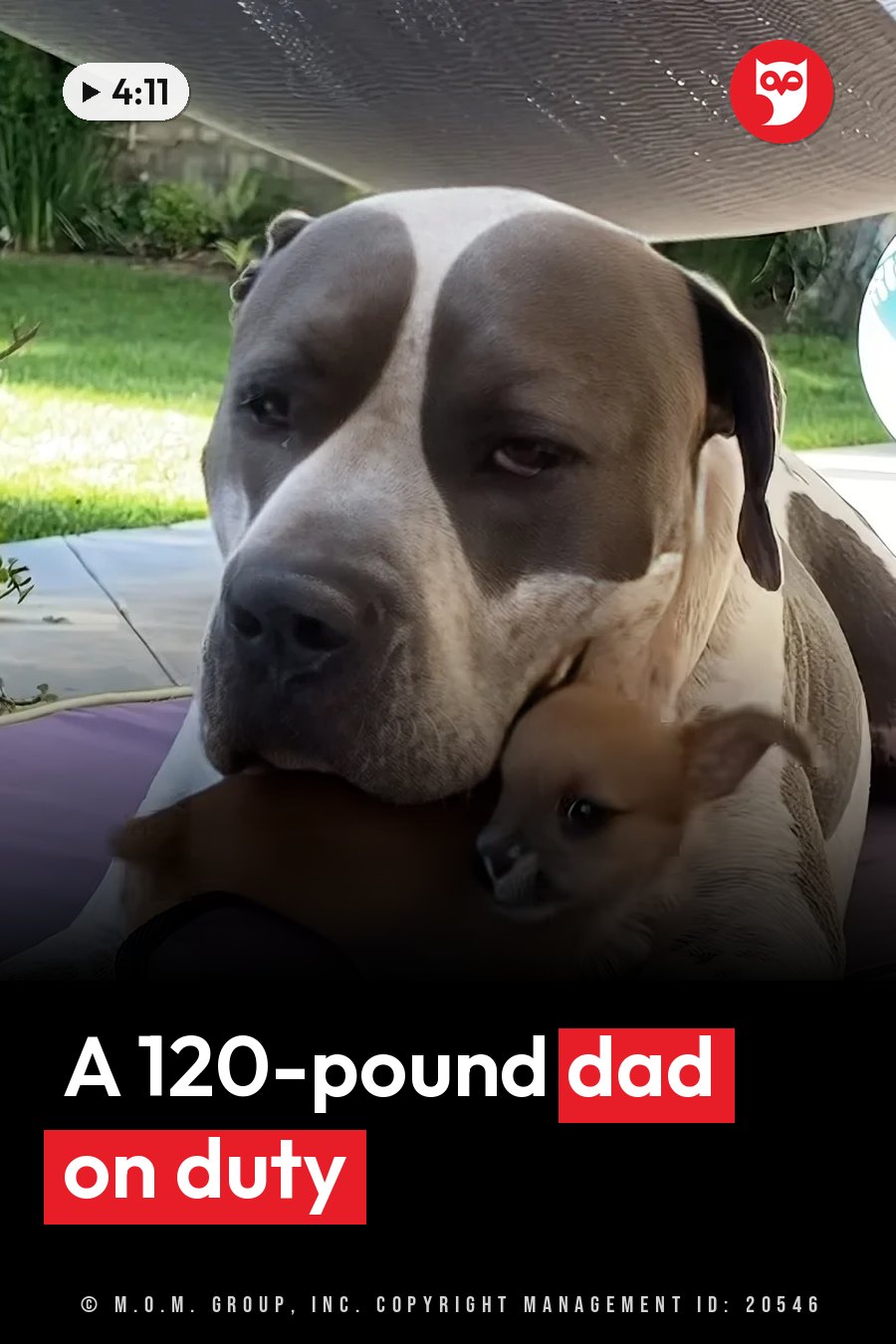 A large dog holds a small puppy close under a canopy on a patio, with grass behind them. A headline runs in white letters across the lower third.