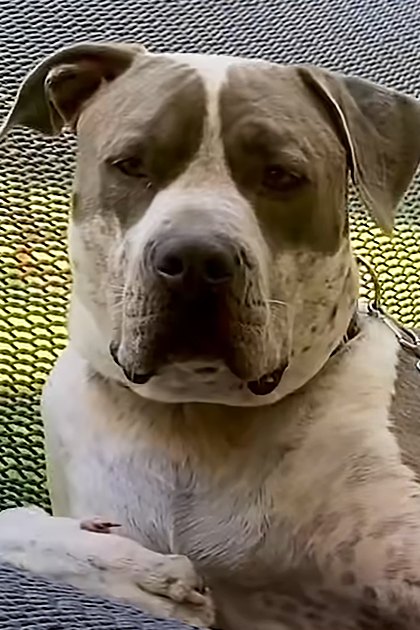 A light brown and white American Pit Bull Terrier mix with darker markings on its face and body, standing near a netted surface under natural daylight.