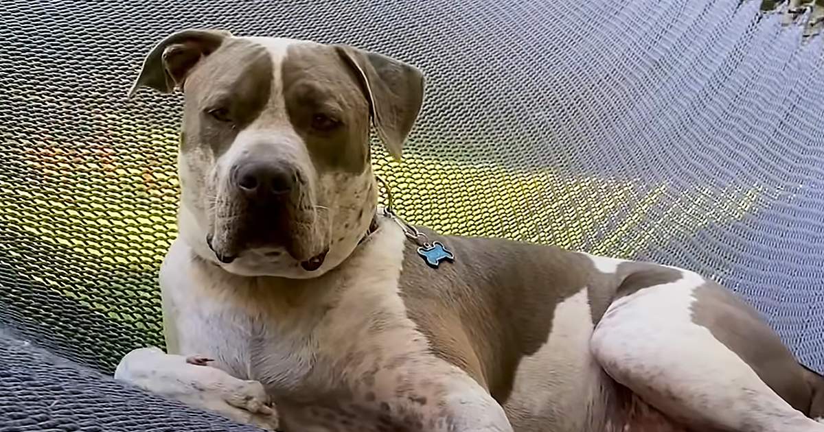 A light brown and white American Pit Bull Terrier mix with darker markings on its face and body, standing near a netted surface under natural daylight.
