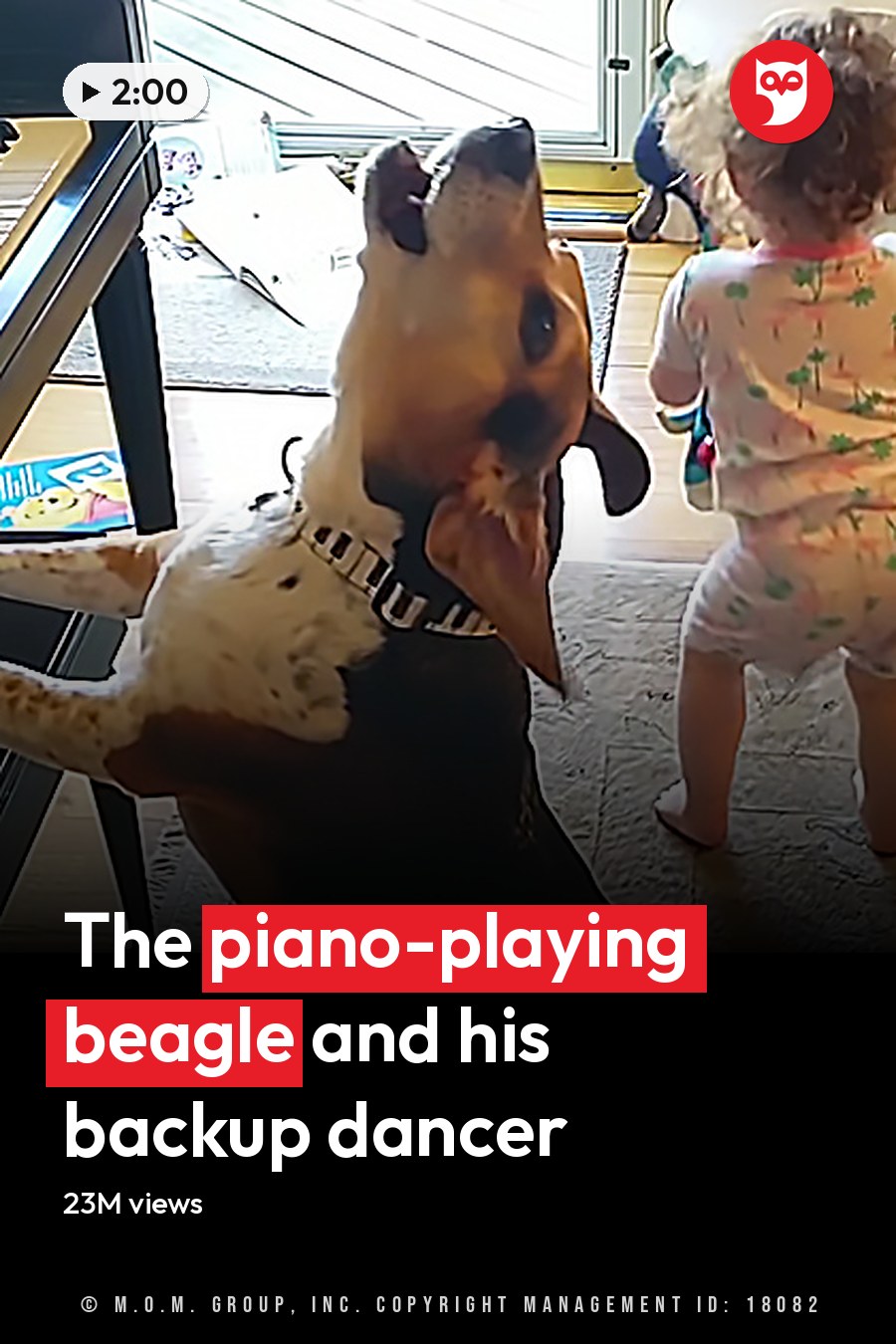 A Beagle mix dog wearing a black harness with white stripes plays piano in a well-lit home with hardwood floors and natural light from large windows, where a toddler in light-colored pajamas is also present. The headline runs in white letters across the lower third.