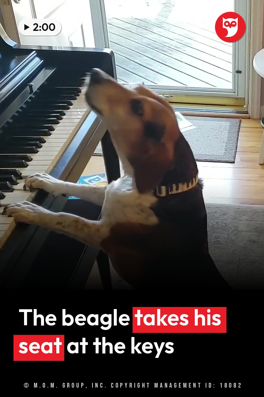 A dog sits upright with his paws on piano keys and his head tilted back, near a glass door leading outside. A headline runs in white letters across the lower third.