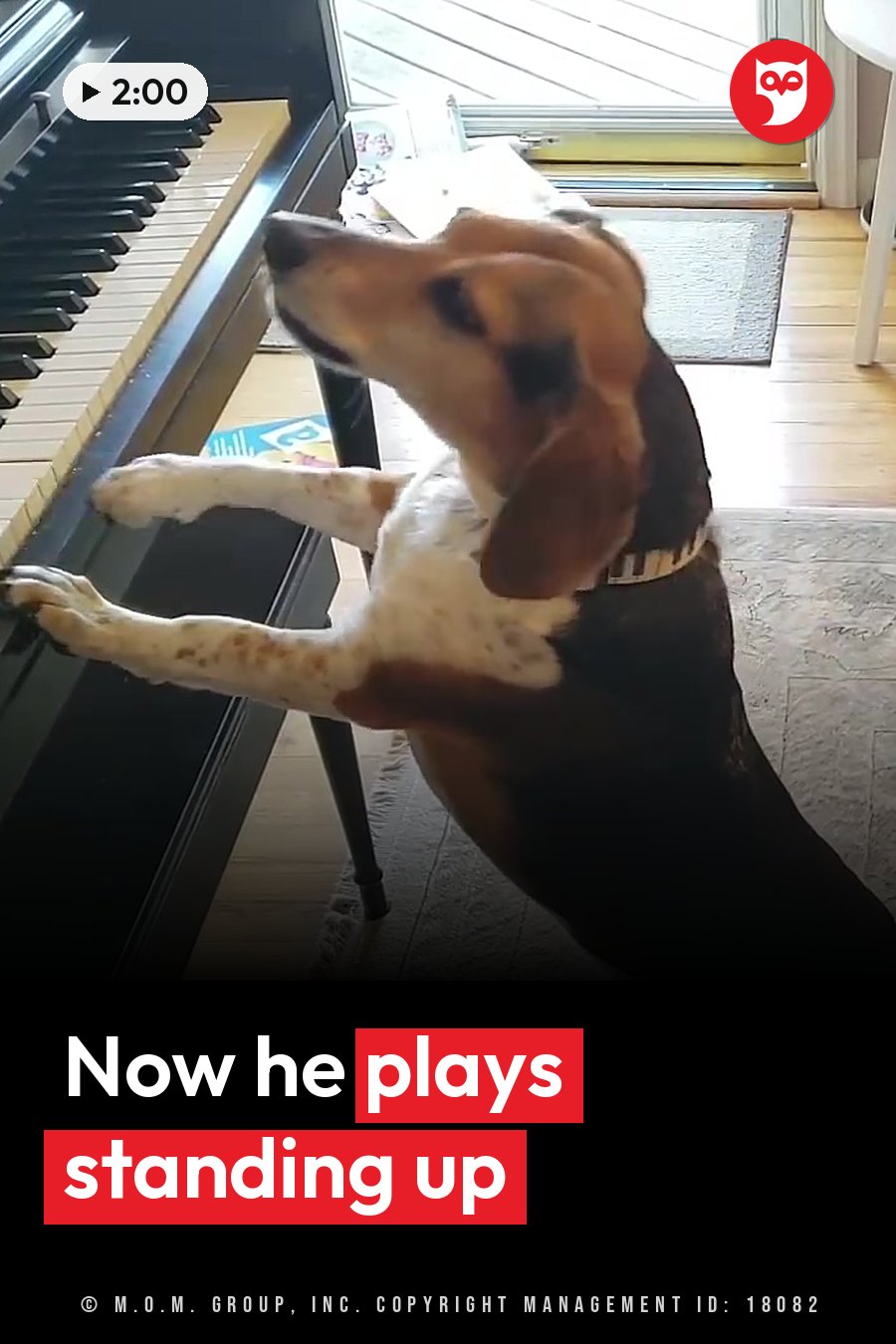 A beagle stands on his hind legs with his front paws pressing the keys of a piano keyboard. A headline runs in white letters across the lower third.