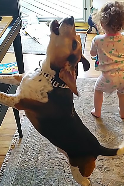 A Beagle mix dog wearing a black harness with white stripes plays piano in a well-lit home with hardwood floors and natural light from large windows, where a toddler in light-colored pajamas is also present.