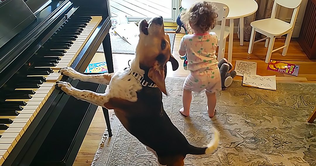 A Beagle mix dog wearing a black harness with white stripes plays piano in a well-lit home with hardwood floors and natural light from large windows, where a toddler in light-colored pajamas is also present.