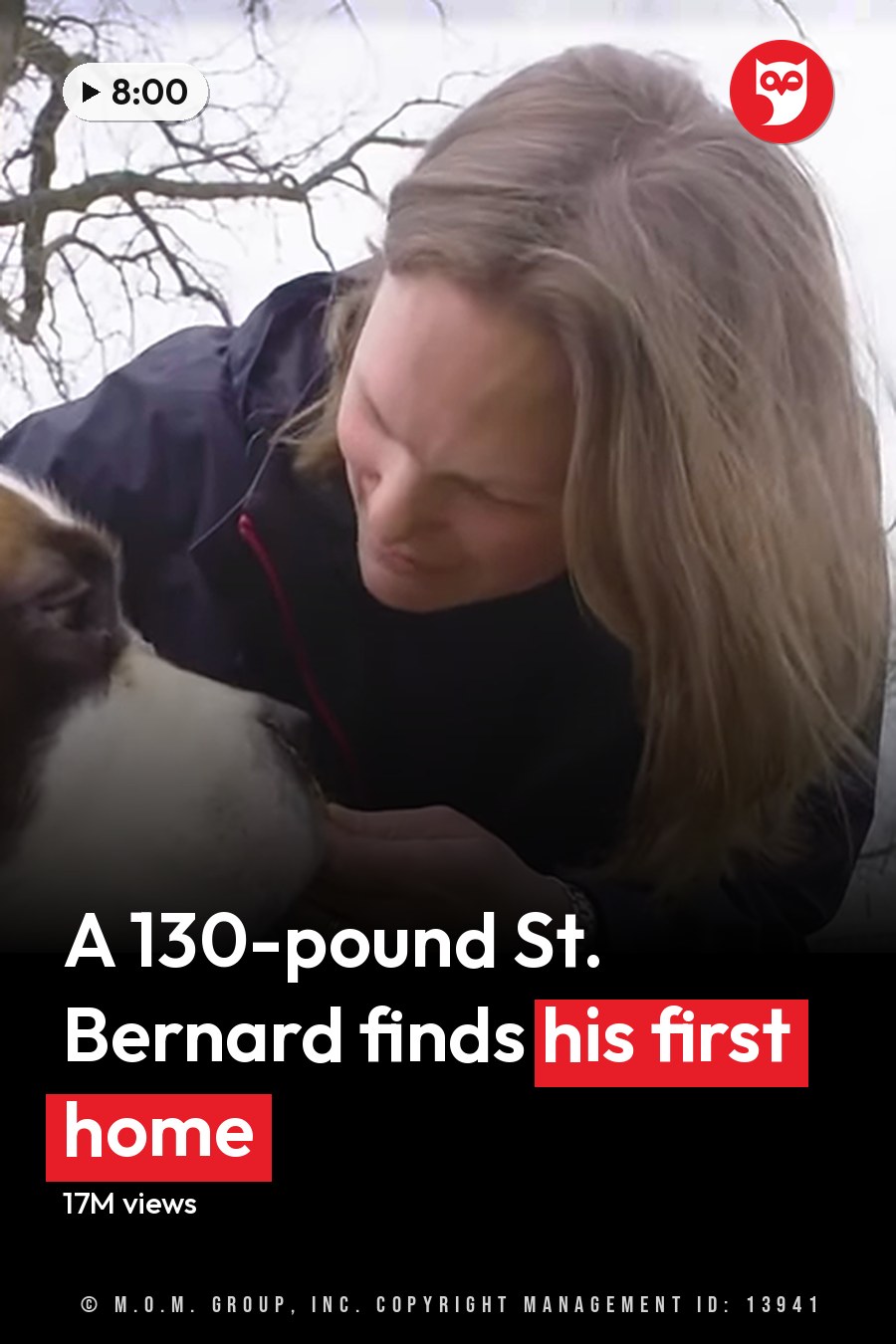 A middle-aged woman in a dark blue jacket interacts with an adult St. Bernard dog on grassy terrain with a white picket fence and bare trees, suggesting late autumn or winter. The headline runs in white letters across the lower third.