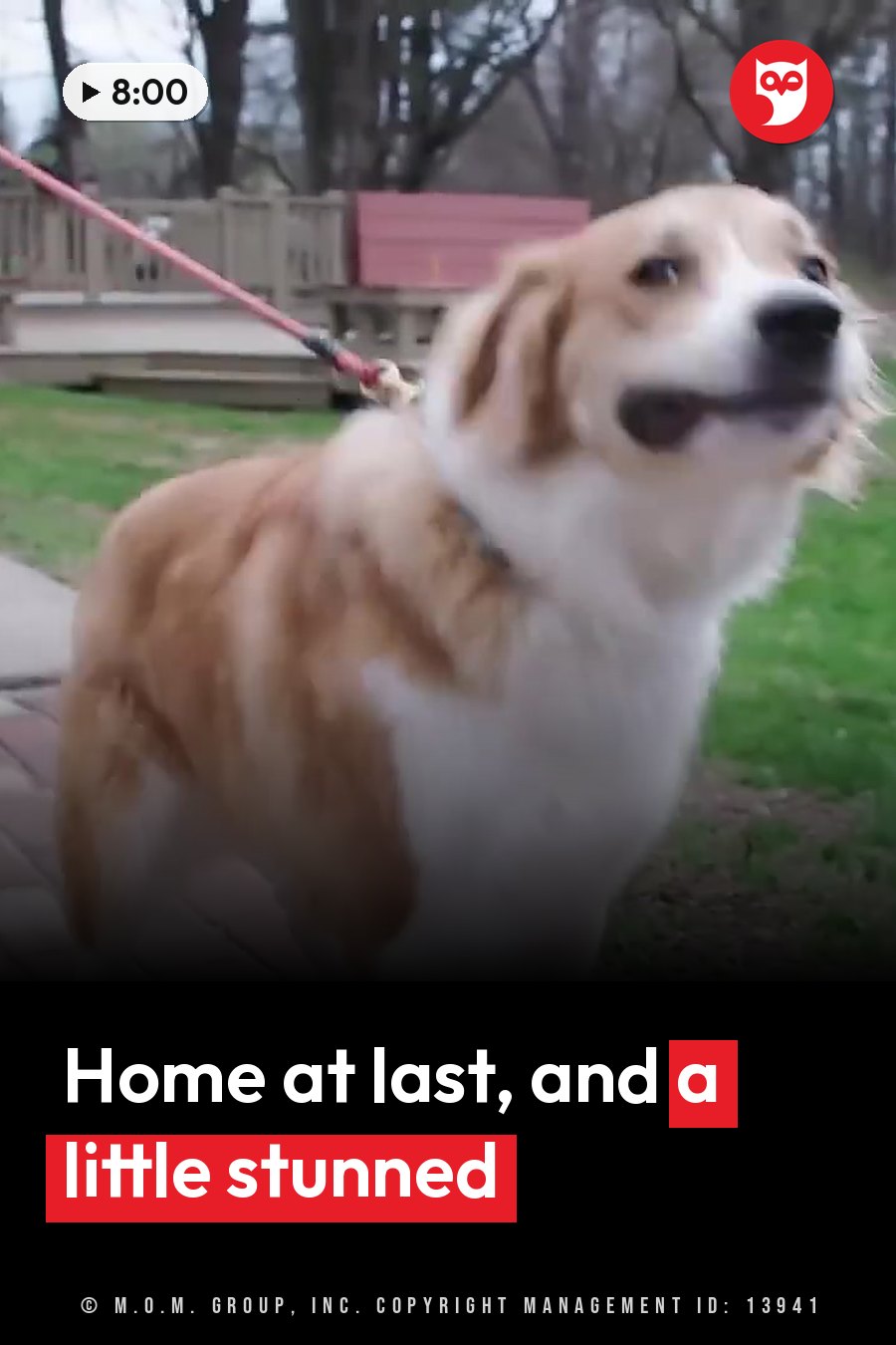 A large dog on a leash stands outdoors, looking upward with his mouth slightly open. A headline runs in white letters across the lower third.