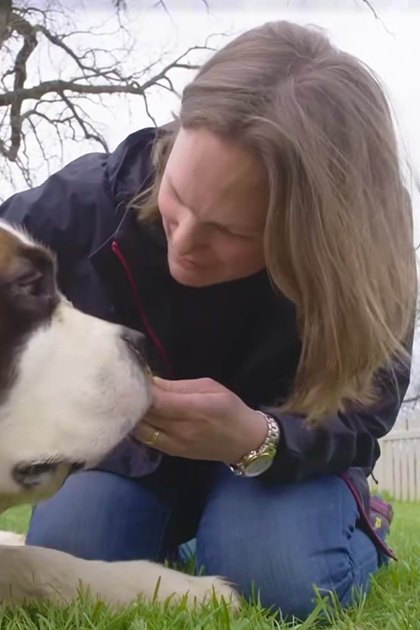 A middle-aged woman in a dark blue jacket interacts with an adult St. Bernard dog on grassy terrain with a white picket fence and bare trees, suggesting late autumn or winter.