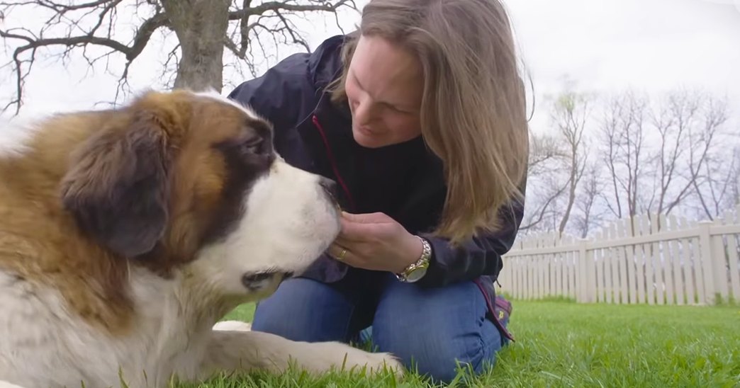 A middle-aged woman in a dark blue jacket interacts with an adult St. Bernard dog on grassy terrain with a white picket fence and bare trees, suggesting late autumn or winter.