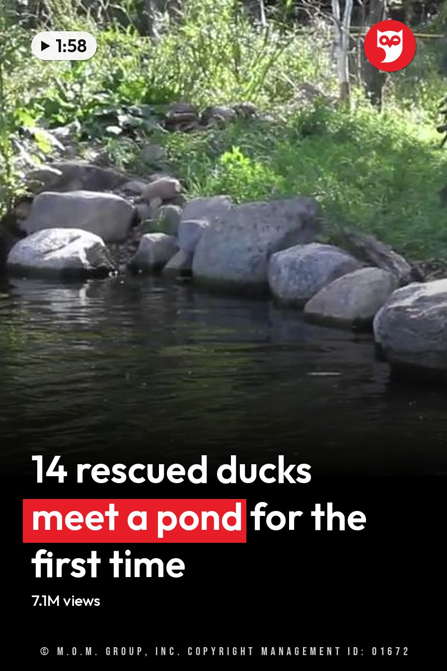 A duck in a natural pond or stream surrounded by greenery, rocks, and lush vegetation under bright daylight. The headline runs in white letters across the lower third.