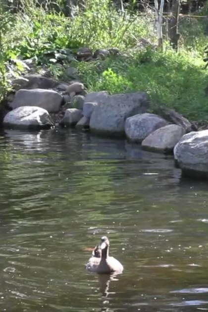 A duck in a natural pond or stream surrounded by greenery, rocks, and lush vegetation under bright daylight.