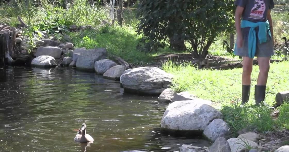 A duck in a natural pond or stream surrounded by greenery, rocks, and lush vegetation under bright daylight.