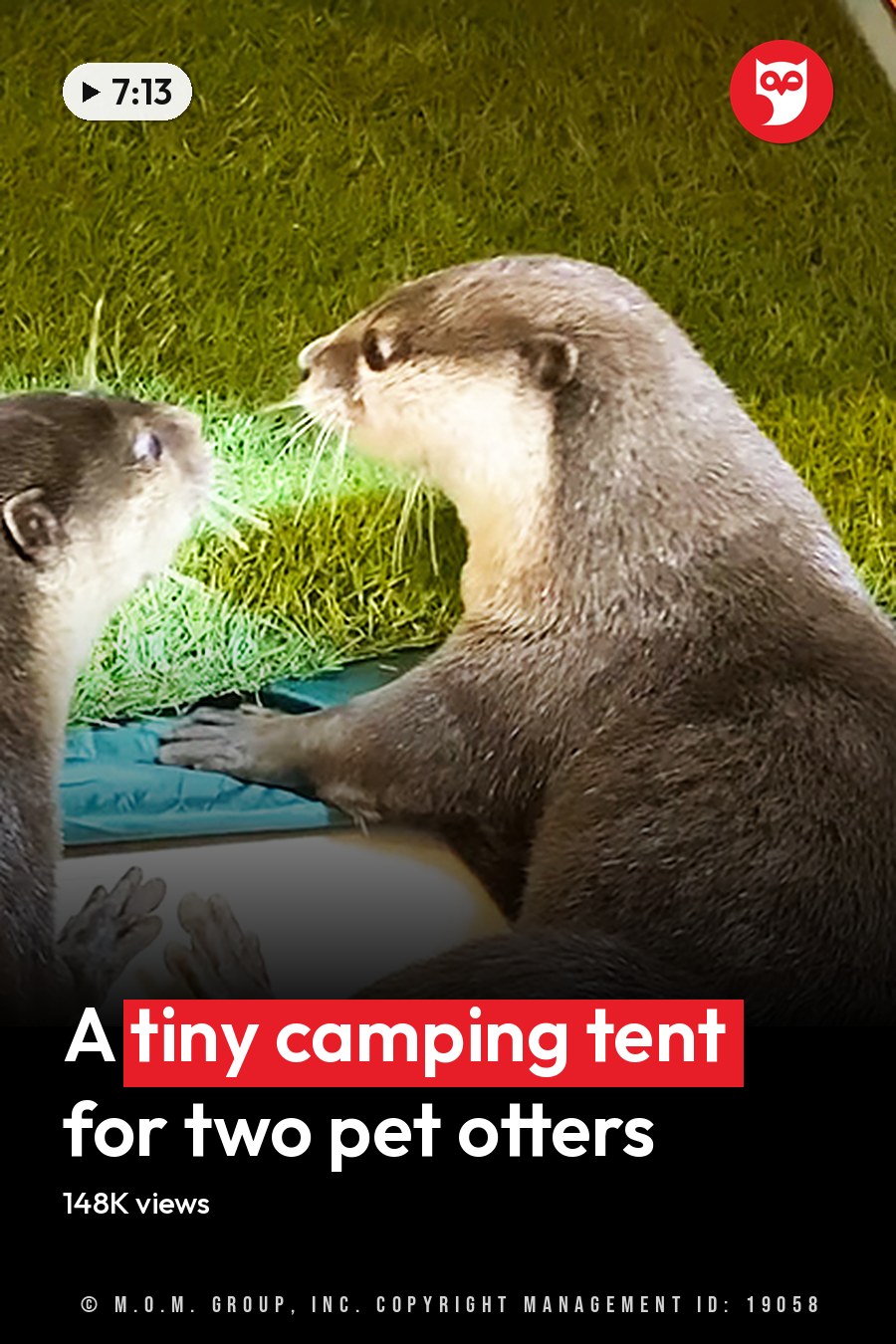 Two adult otters with brown coats and lighter facial markings, indoors in a home-like setting with natural light, green tent, beige floor. The headline runs in white letters across the lower third.