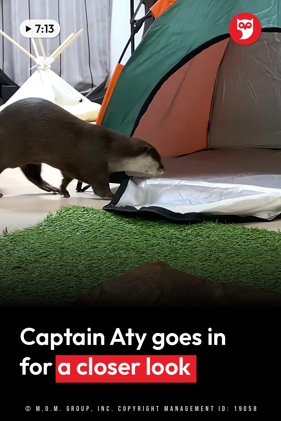 A brown otter walks across artificial grass toward a small, colorful tent indoors. A headline runs in white letters across the lower third.