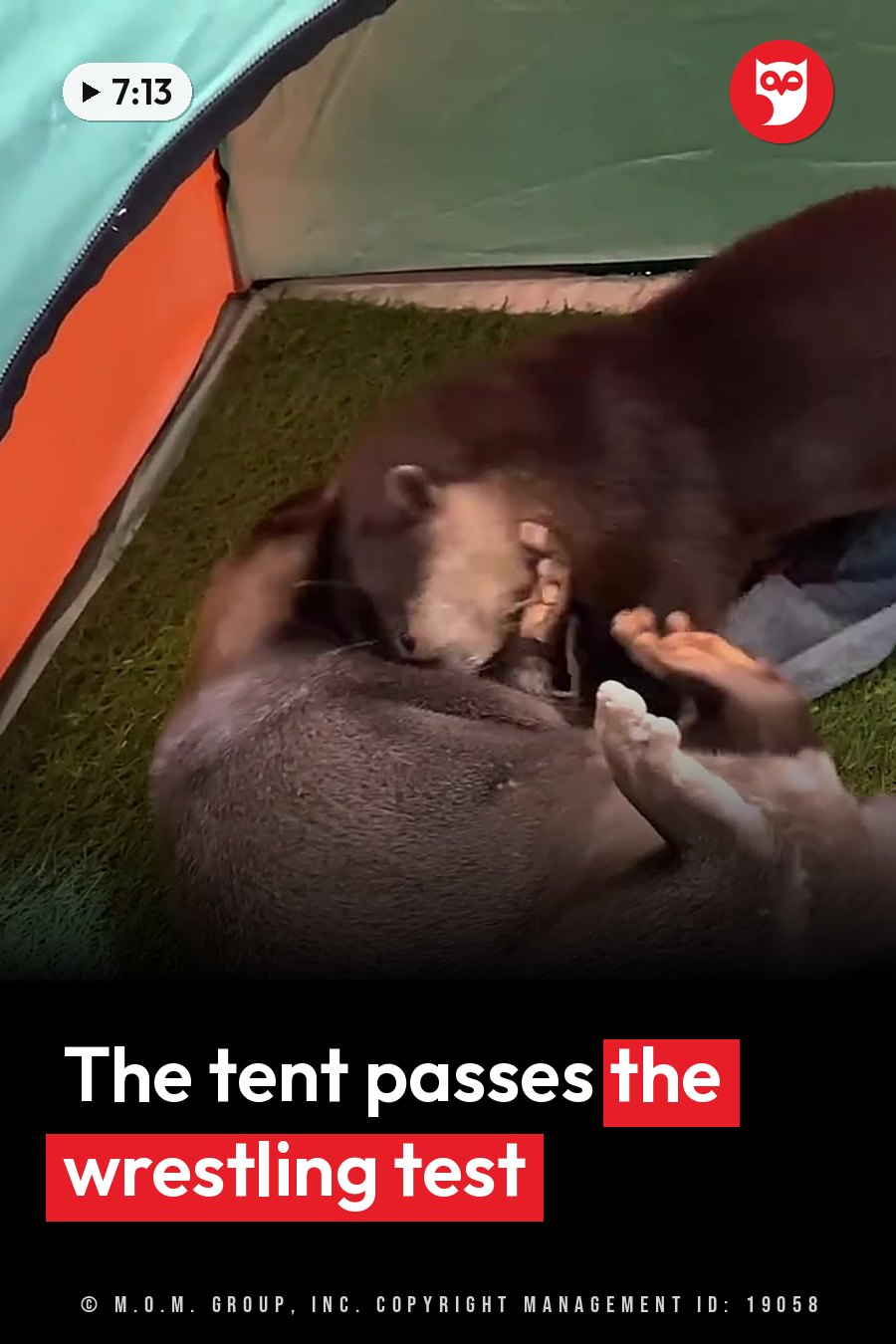 Two otters wrestle inside a small tent on artificial grass, next to an orange zipper. A headline runs in white letters across the lower third.
