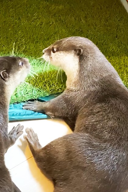 Two adult otters with brown coats and lighter facial markings, indoors in a home-like setting with natural light, green tent, beige floor.