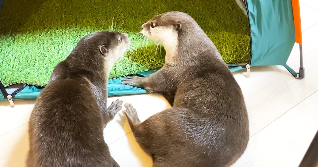 Two adult otters with brown coats and lighter facial markings, indoors in a home-like setting with natural light, green tent, beige floor.