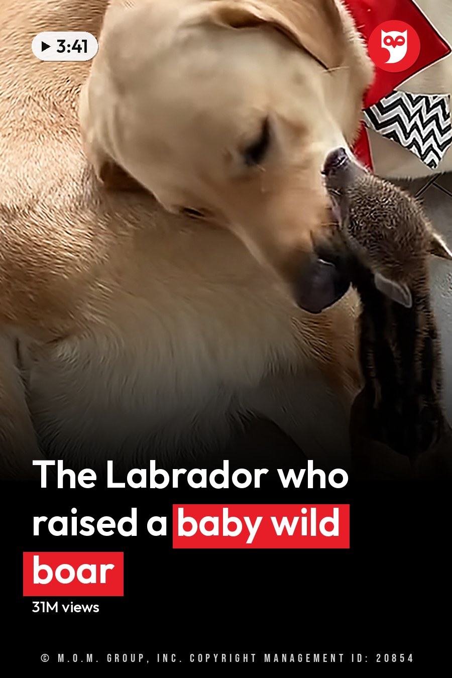A light brown adult Labrador Retriever with a dark brown kitten nestled against its front leg, indoors on tiled flooring. The headline runs in white letters across the lower third.