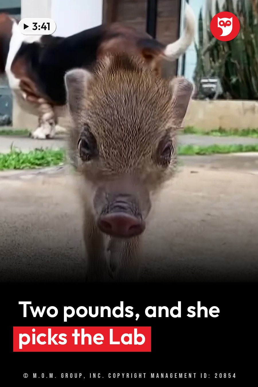 A small piglet walks toward the camera on a paved path, with a dog behind her. A headline runs in white letters across the lower third.