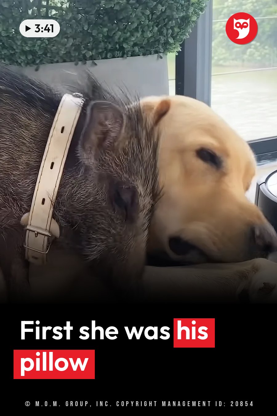 A dog with a light-colored collar rests his head on another animal's back near a window. A headline runs in white letters across the lower third.